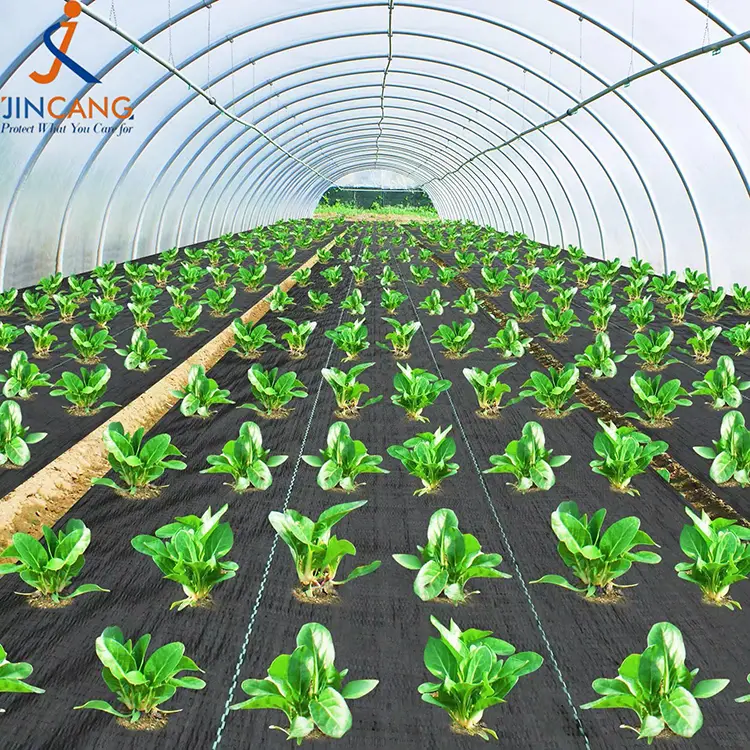 PP WEND ပေါင်းပင်ဖျာ